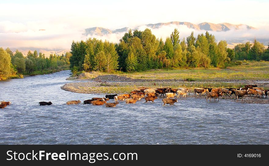 Herd of cows crosses a river with forest, mist and mountains on background. Herd of cows crosses a river with forest, mist and mountains on background