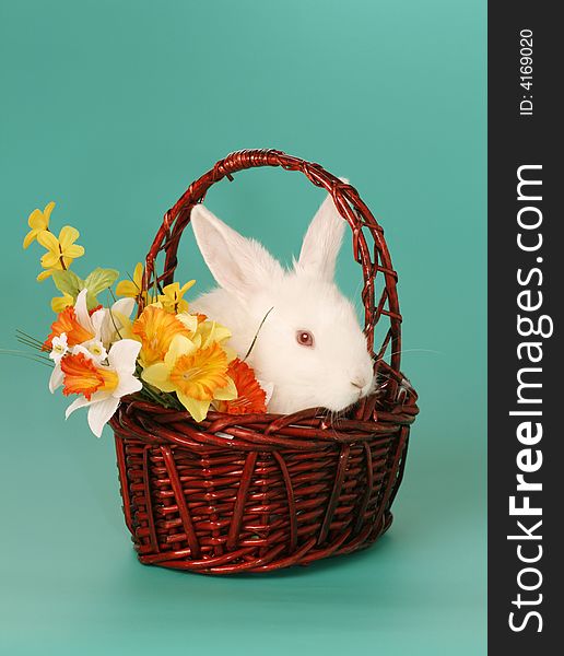 albino, white rabbit in basket