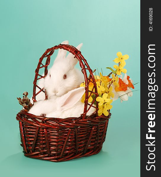 albino, white rabbit in basket. albino, white rabbit in basket