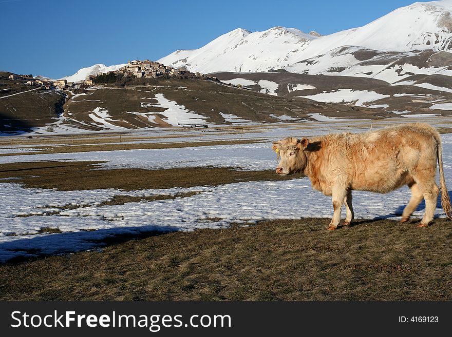 Cow in a winter landscape captured near Castelluccio di Norcia - Umbria - Italy