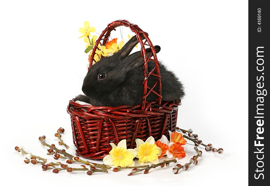 Black, small rabbit in basket. Black, small rabbit in basket