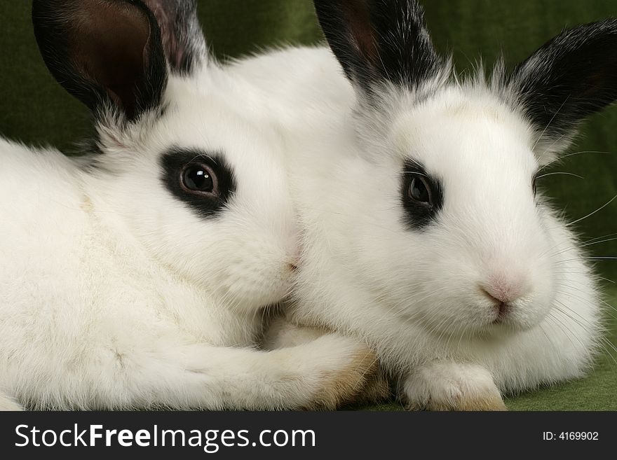 Close up portrait of twin cute rabbits. Close up portrait of twin cute rabbits