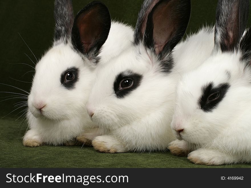 Close up portrait of three cute rabbits. Close up portrait of three cute rabbits
