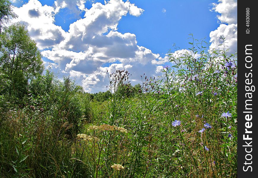 Green meadow with cornflowers and gorgeous blue sky