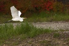 Great White Heron Royalty Free Stock Images Great White Heron Royalty Free Stock Images