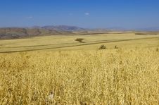 Wheat Royalty Free Stock Images Wheat Royalty Free Stock Images