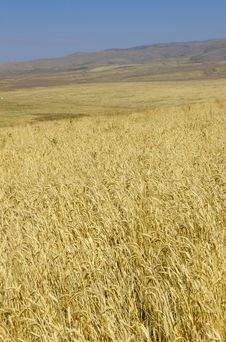 Wheat Stock Image Wheat Stock Image