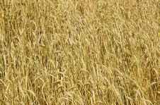 Wheat Royalty Free Stock Photo Wheat Royalty Free Stock Photo