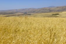 Wheat Stock Photography Wheat Stock Photography