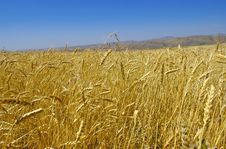 Wheat Stock Images Wheat Stock Images