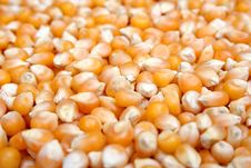 Popcorn Kernels Royalty Free Stock Photography Popcorn Kernels Royalty Free Stock Photography