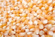 Popcorn Kernels Royalty Free Stock Images Popcorn Kernels Royalty Free Stock Images