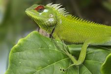 Green Garden Lizard I Stock Image Green Garden Lizard I Stock Image