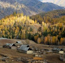 Village & Birch Forest Royalty Free Stock Image Village & Birch Forest Royalty Free Stock Image