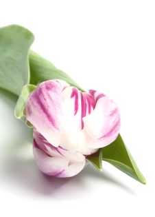 White Violet Striped Tulip Stock Photos White Violet Striped Tulip Stock Photos