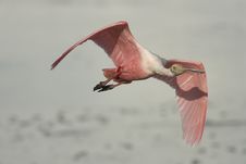 Roseate Spoonbill In Flight Royalty Free Stock Photography