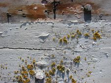 Peeling Paint And Lichen Royalty Free Stock Image Peeling Paint And Lichen Royalty Free Stock Image