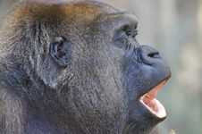 Western Lowland Gorilla Royalty Free Stock Image