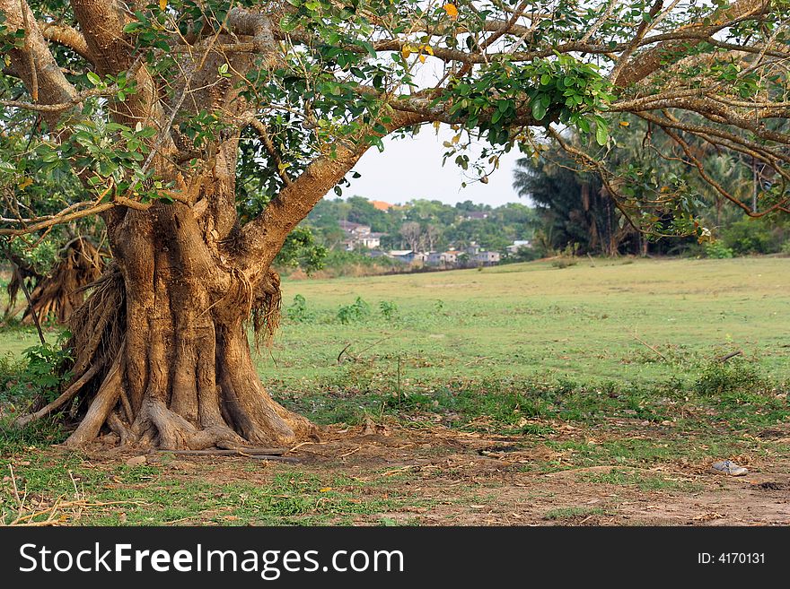 Two olds trees in the field - Amazonia - Obidos city - Brazil. Two olds trees in the field - Amazonia - Obidos city - Brazil