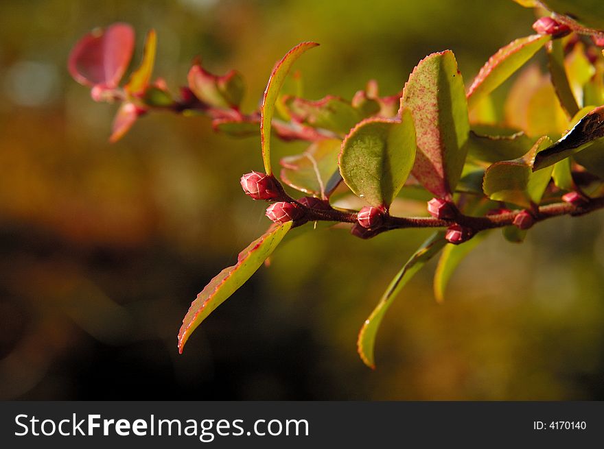 Spring of bush with red buds. Spring of bush with red buds