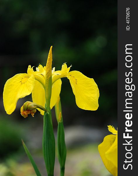 Tall yellow iris flower growing in the garden