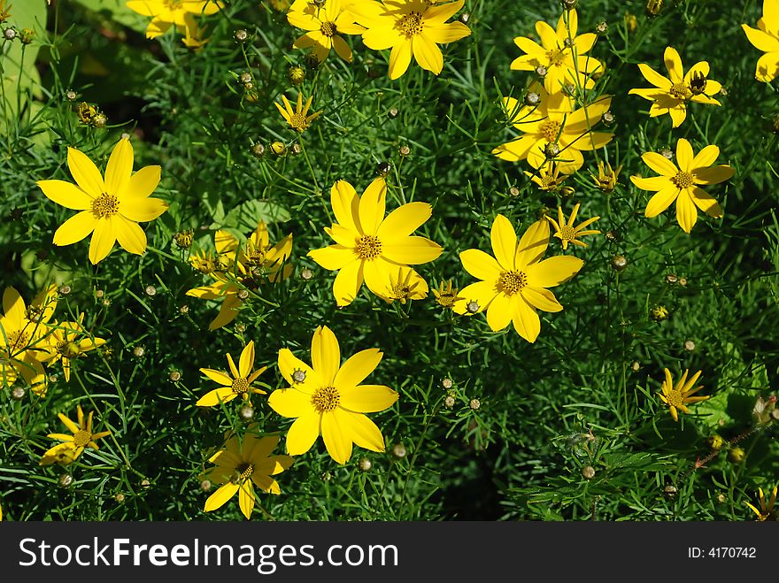 Yellow flowers amidst green spiky folliage