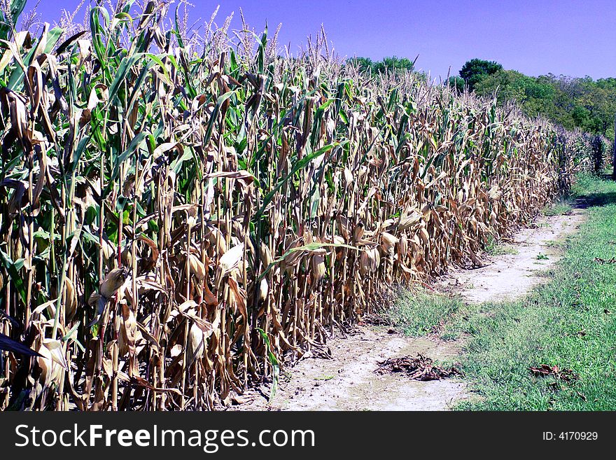 A corn field nearly ripe for harvesting.