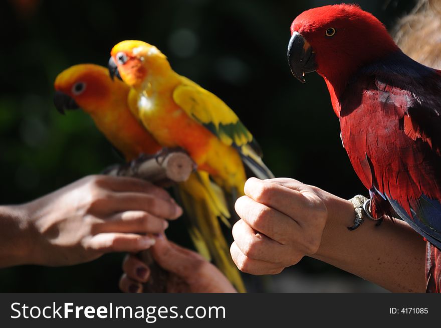 Colourful small parrots photographed in a bird park