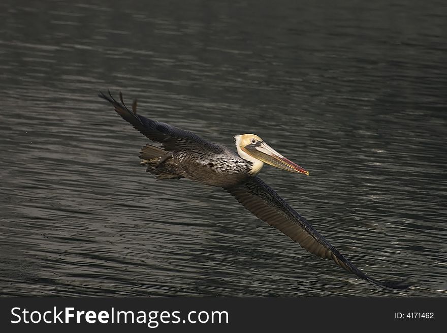 Brown Pelican in flight