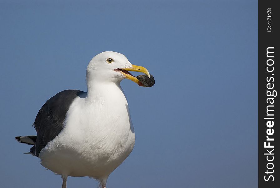 Seagull with something in his mouth