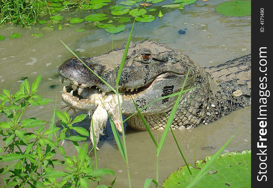 A black Caiman in Leticia, Columbia eating a chicken