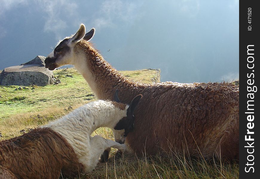 A llama mama and her baby