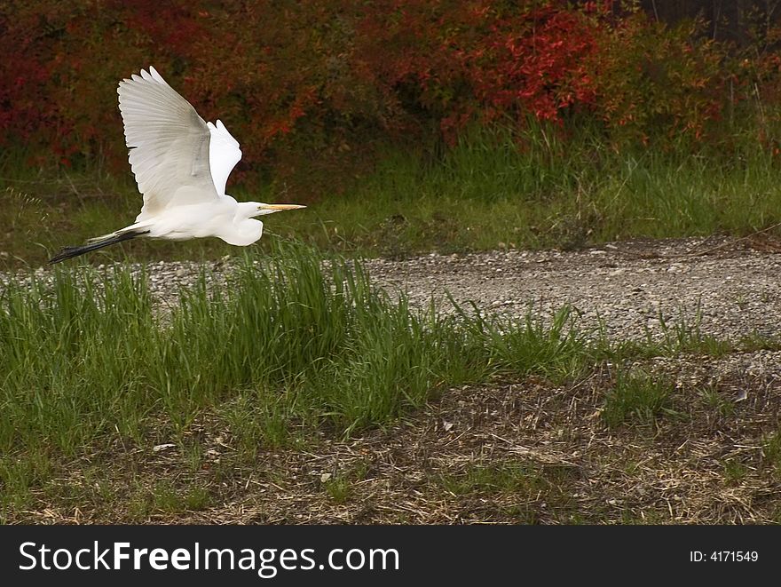 Great white heron in flight against red foliage