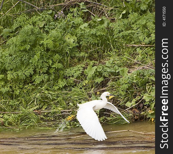 Snowy egret taking off from water