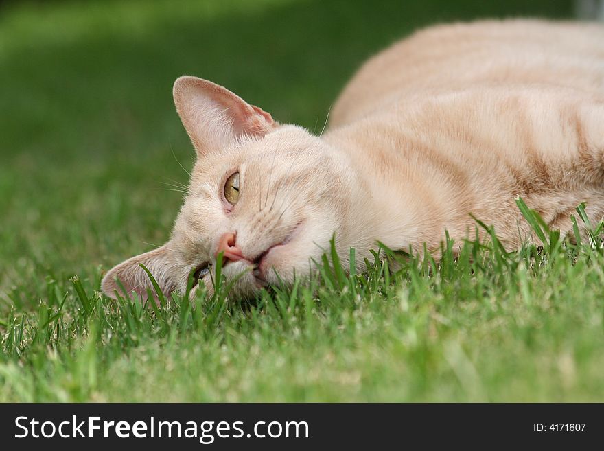 Lazy ginger cat lying on grass