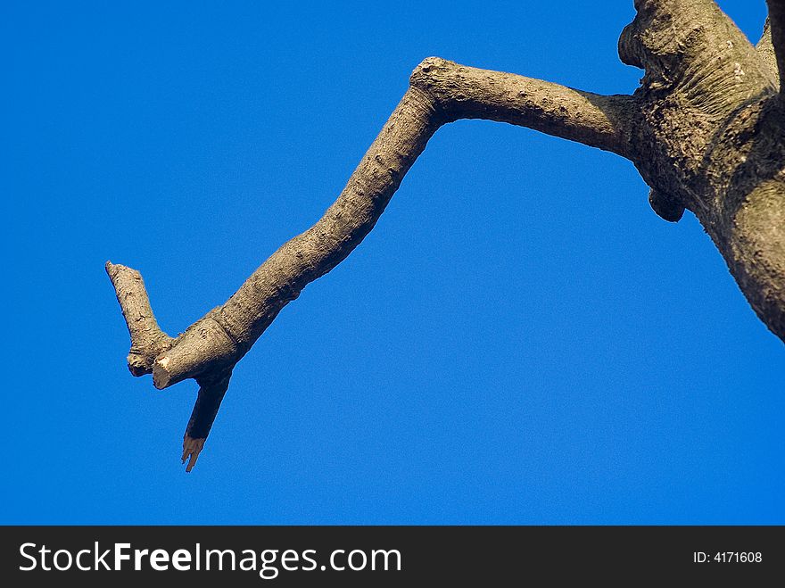 It is a part of the tree , It is lonely under blue sky . It is a part of the tree , It is lonely under blue sky .