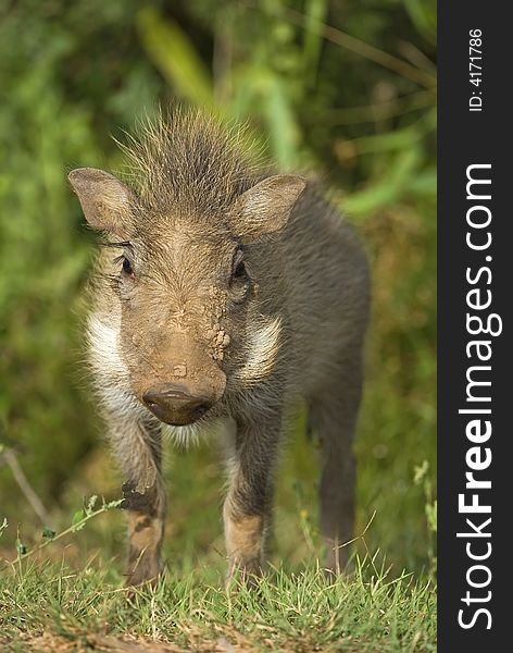 A cute New Born Warthog stares at the camera. A cute New Born Warthog stares at the camera