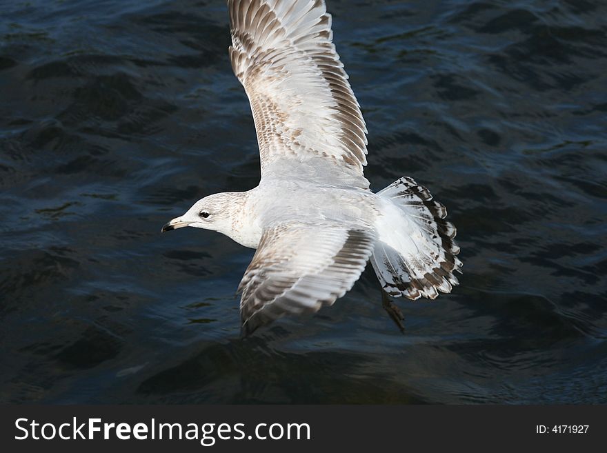 A gull flying low over a lake. A gull flying low over a lake