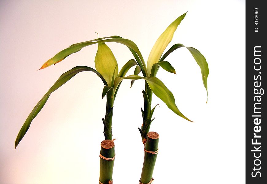 Two Bamboo Plants