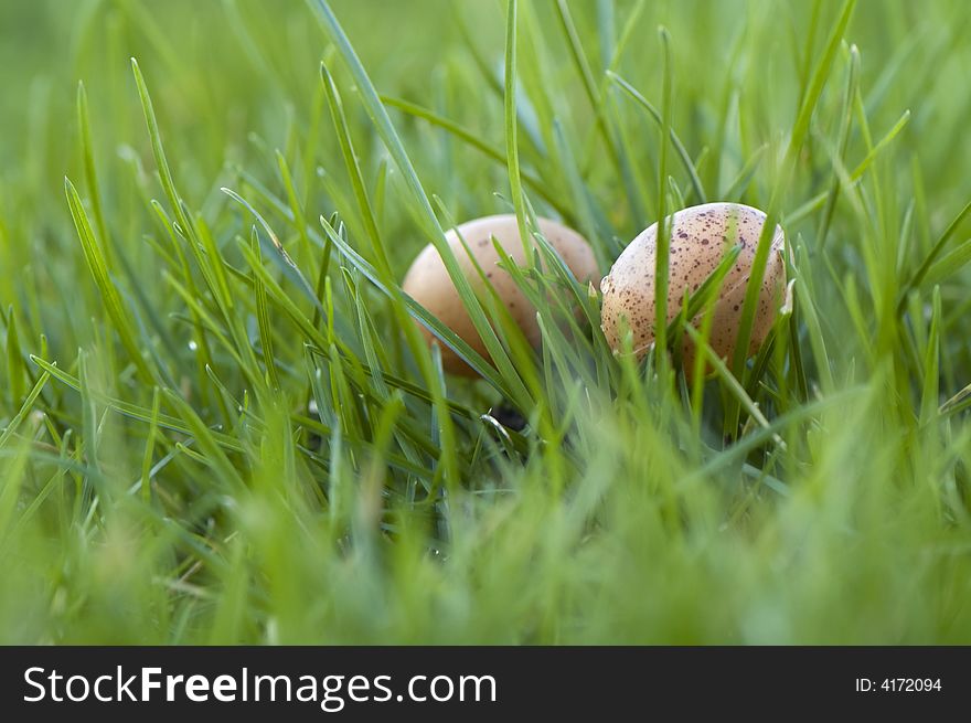 Eggs In Gras