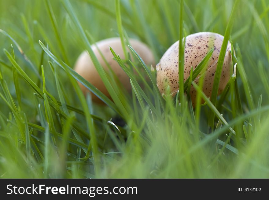 Birds eggs close up in gras