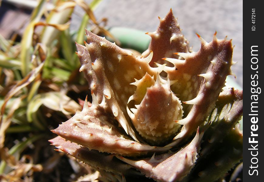 Brown Aloe Plant