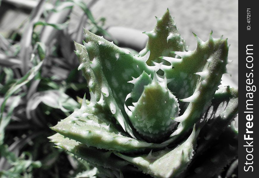 Close up of tiny aloe vera