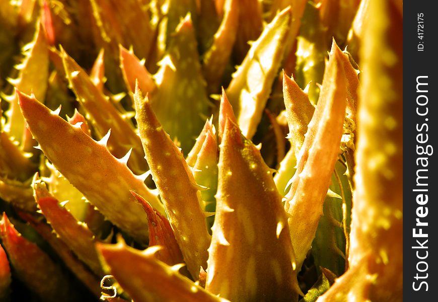 Close up detail of an aloes. Close up detail of an aloes