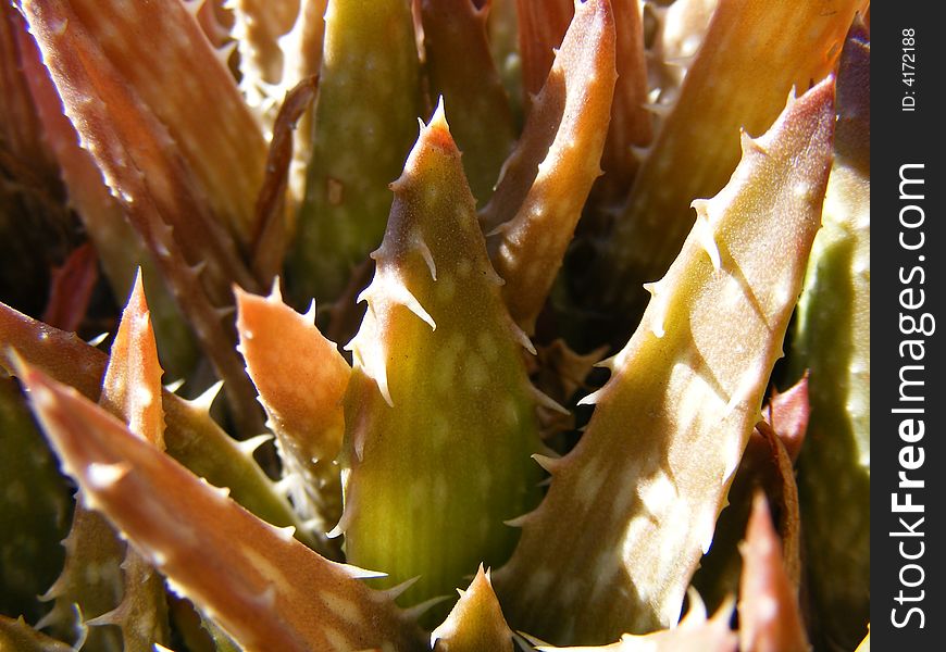 Close up detail of an aloes. Close up detail of an aloes