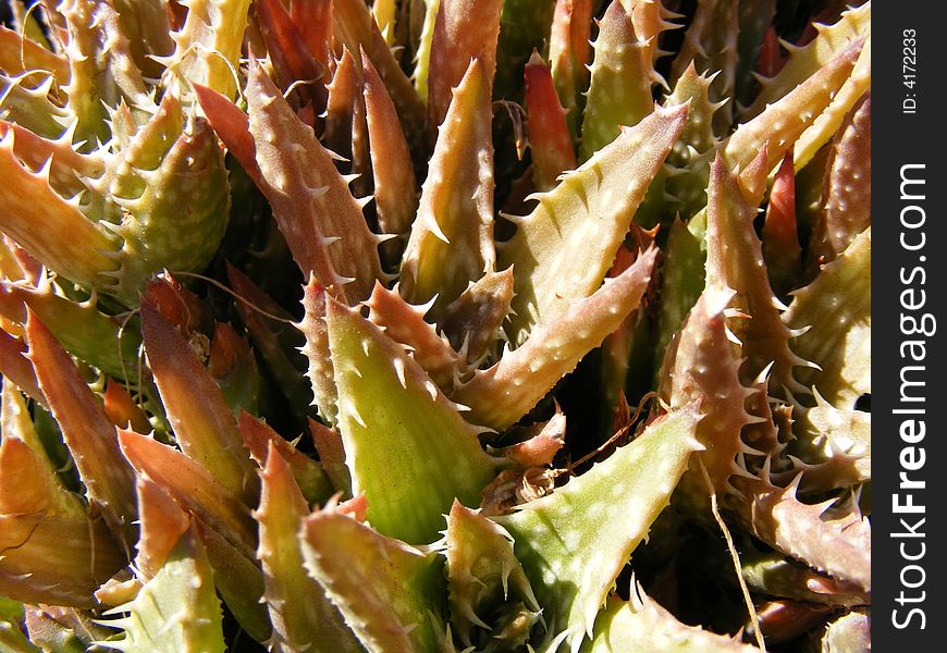 Close up detail of an aloes plants. Close up detail of an aloes plants