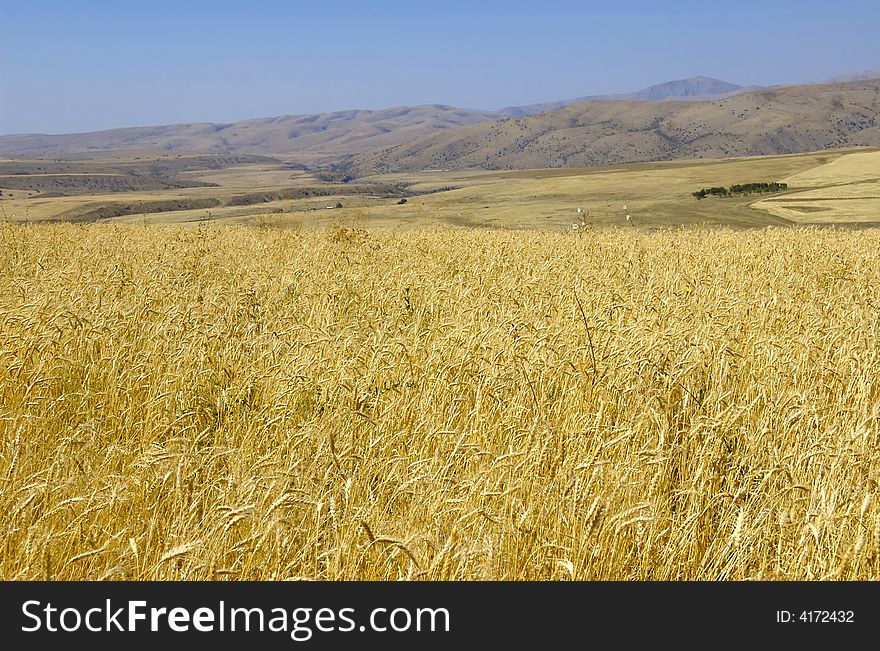 Field with gold ripe wheat