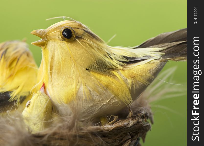 Bird on nest on green background