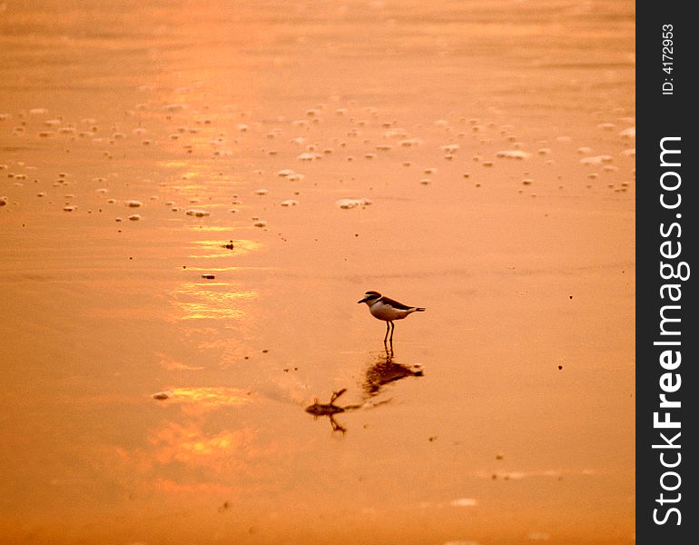 a bird ，black-backed wagtail Motacilla lugens，Roaming on the sunset beach 。