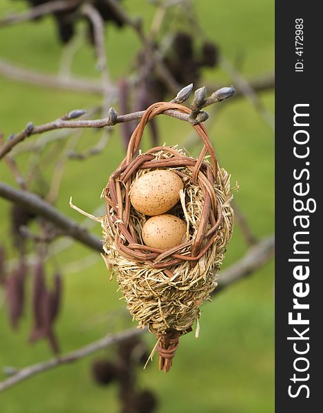 Bird eggs in a nest in tree. Bird eggs in a nest in tree